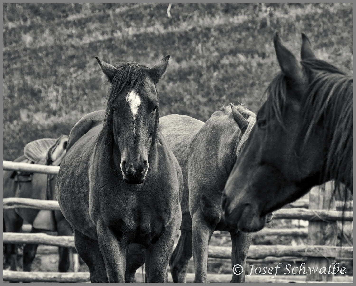Hotel Horses