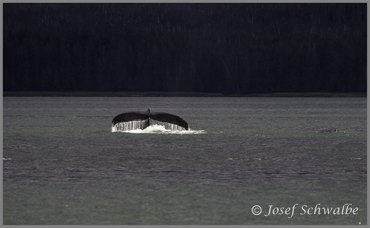 Whale’s Tail