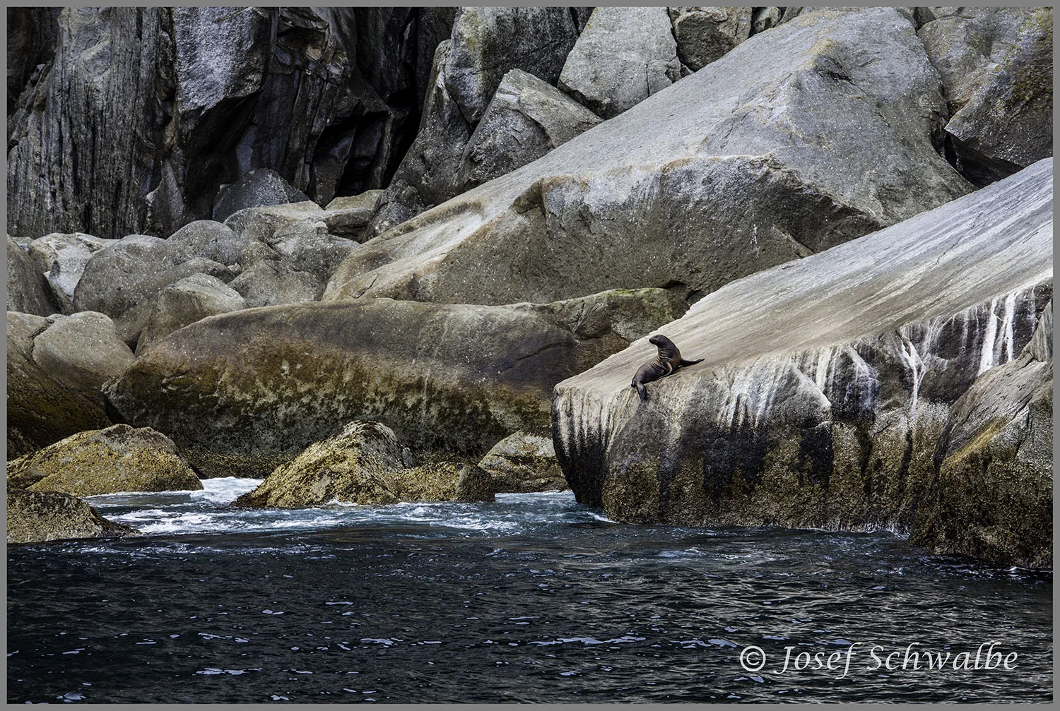 Seal on Rocks
