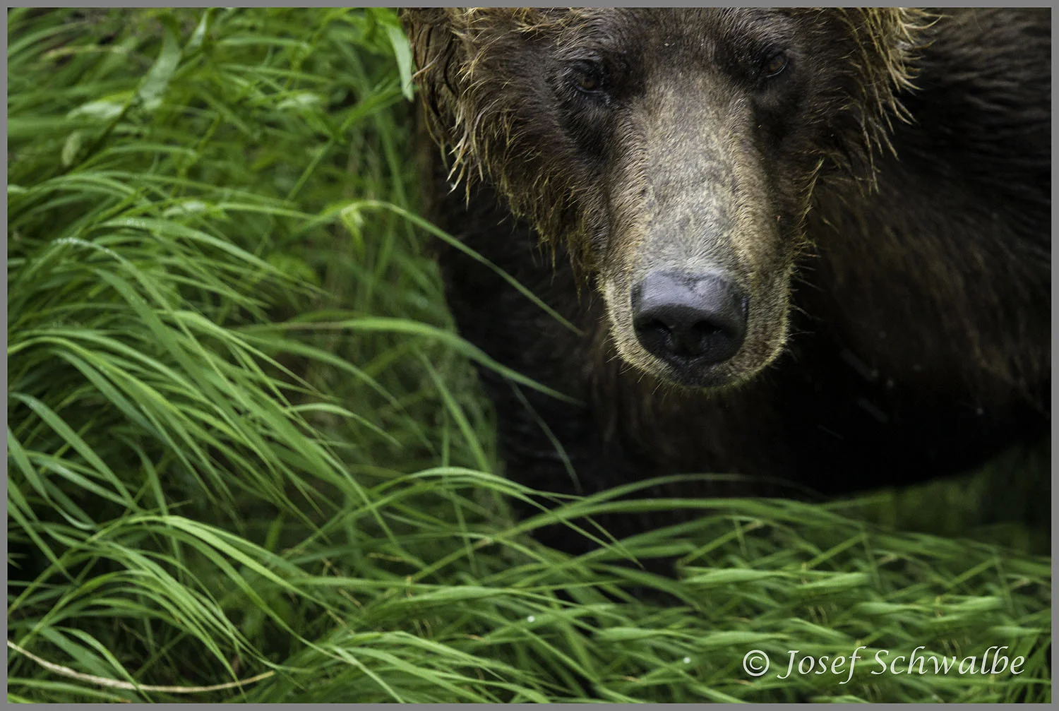 Bear Behind Shrub