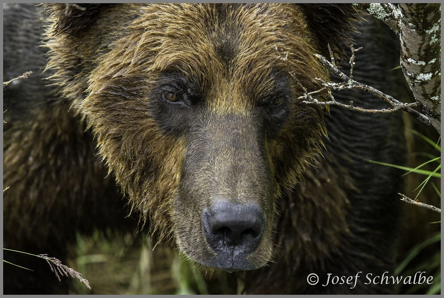 Brown Bear Lurking