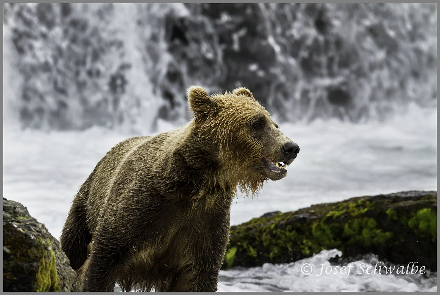 Bear and Falls