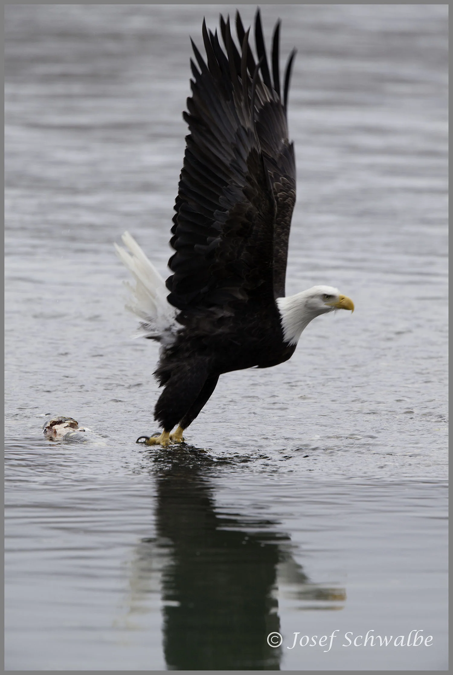 Eagle Rising