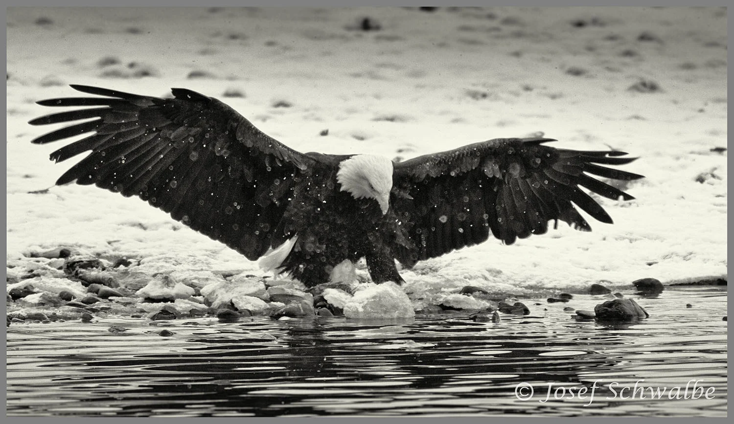 Eagle Landed in Snow