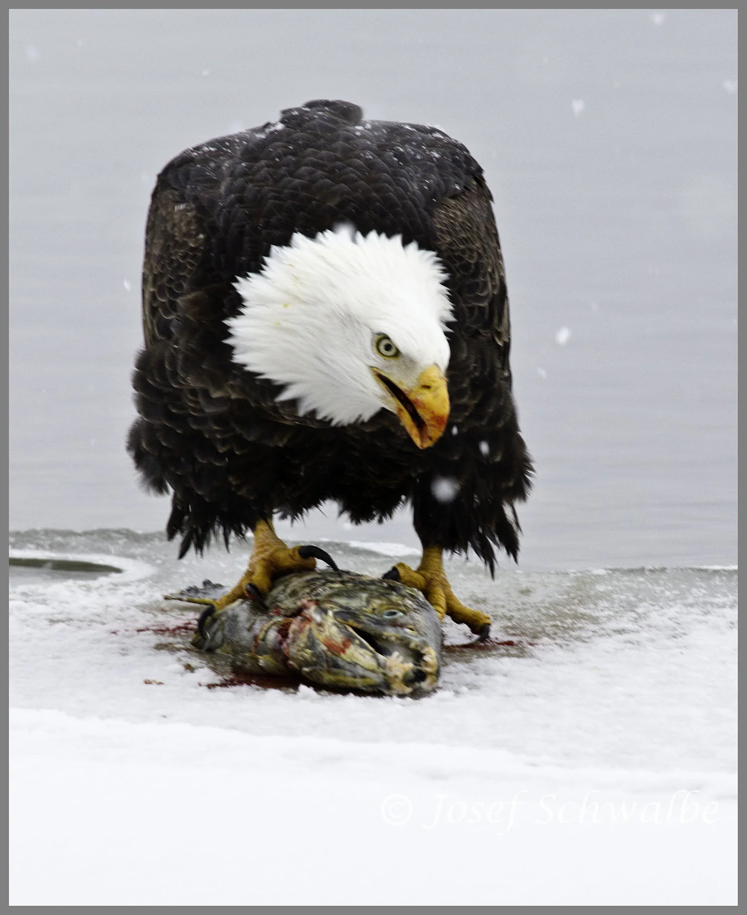 Eagle Protecting Salmon