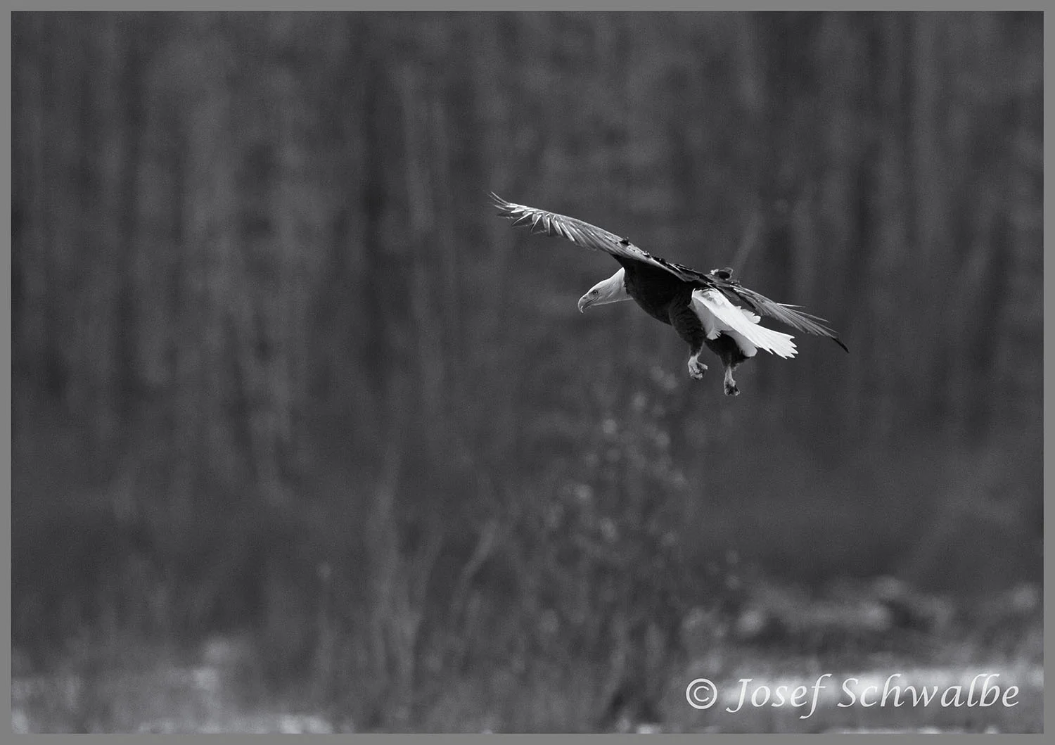 Eagle Suspended in Air