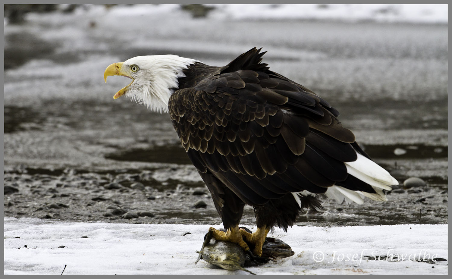 Eagle Calling