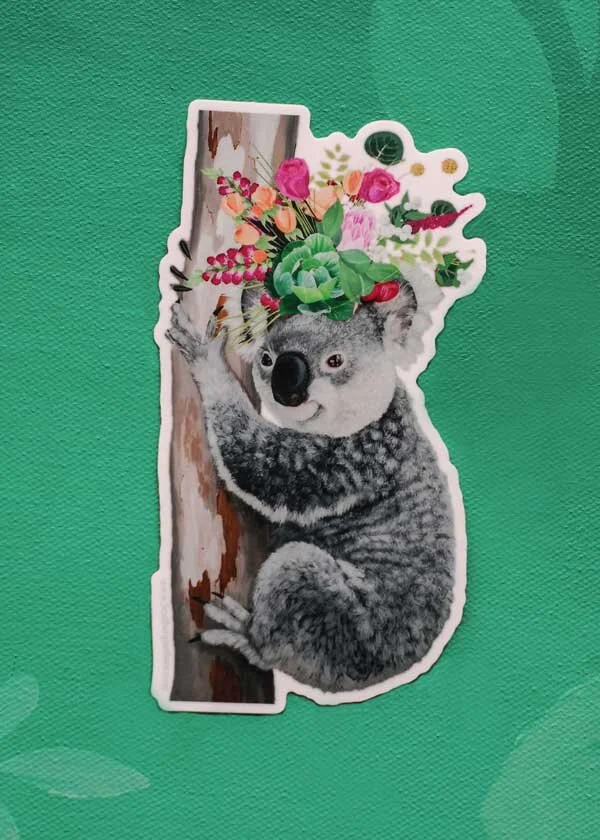 DSC_0549_koala-7-2-7_web.jpg