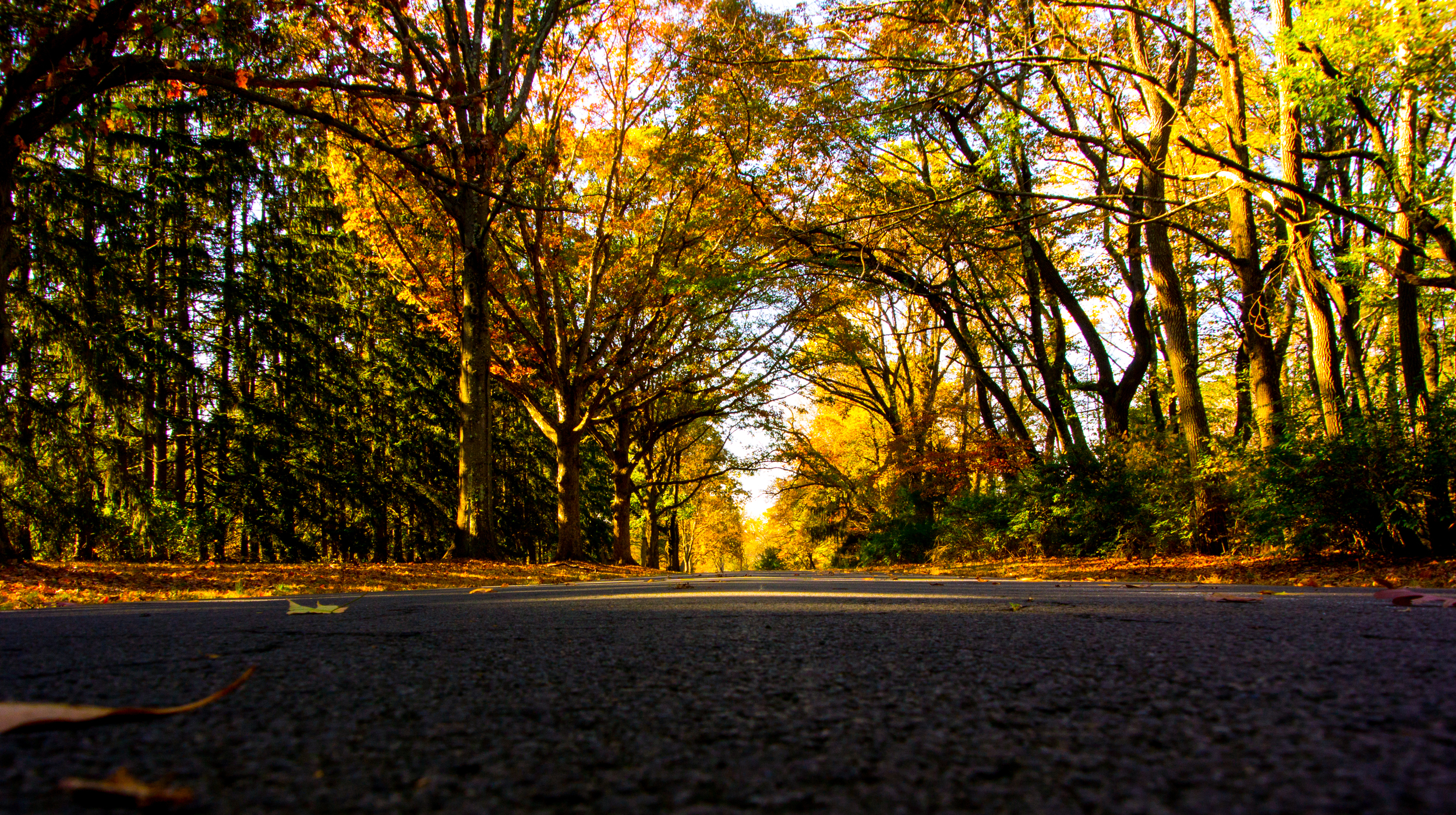 The Autumn Path