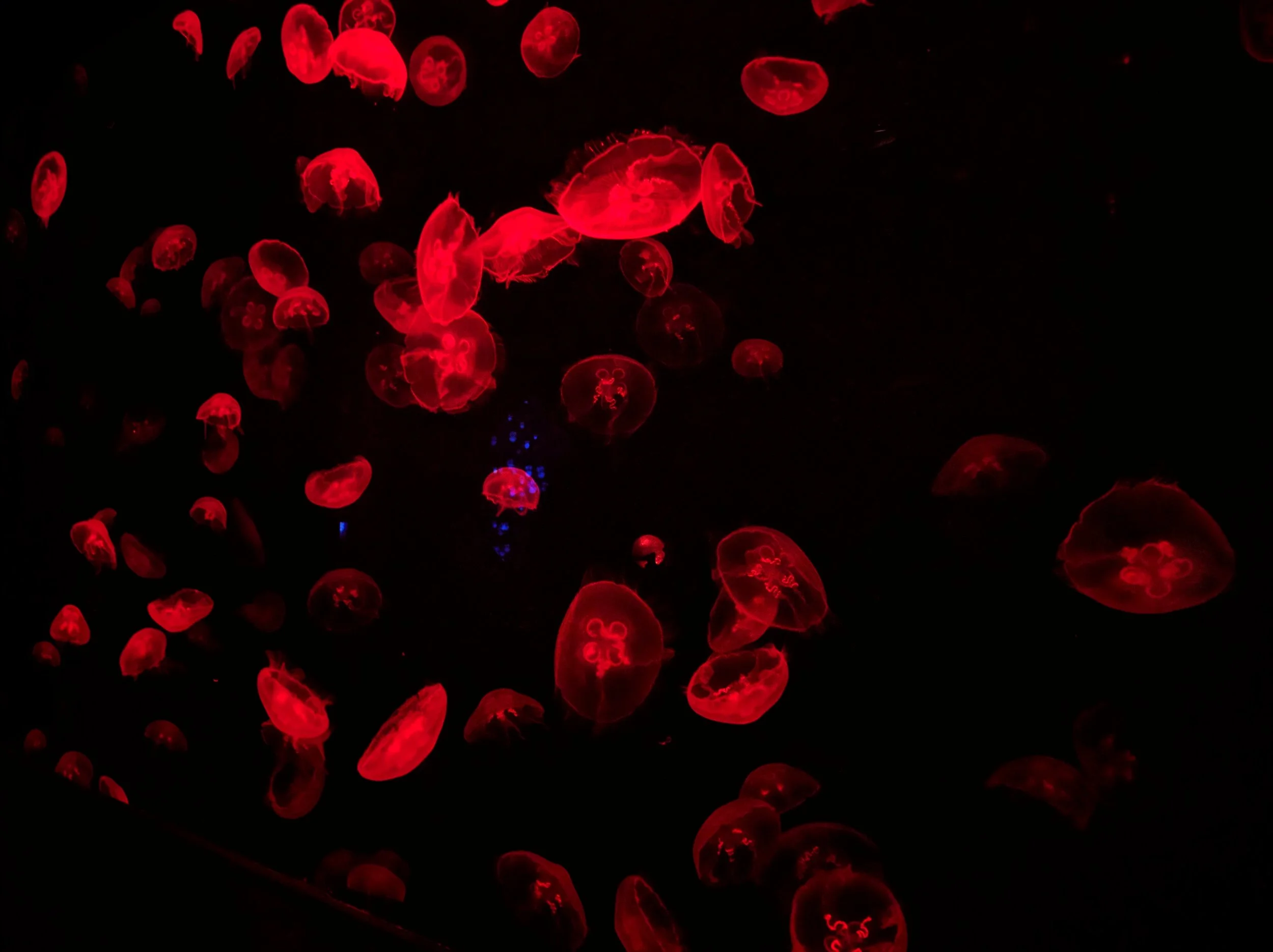 Aquarium at Atlantis on Palm Jumeirah