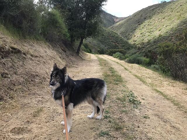 Maple examining @joshrybicki &lsquo;s work cutting back the vegetation along the road before it gets too crazy with these spring rains