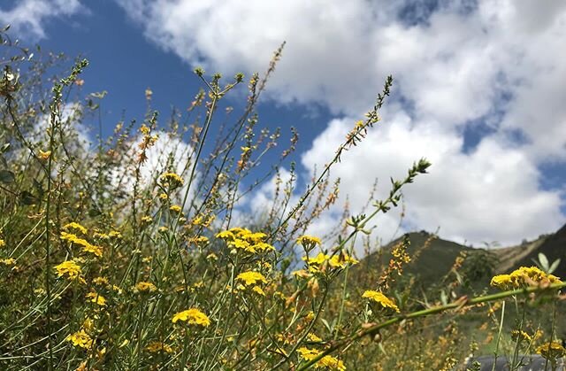 So thankful for this piece of nature @ap_sweetcaroline and I can call home... hills are exploding with flowers and bees  buzzing everywhere