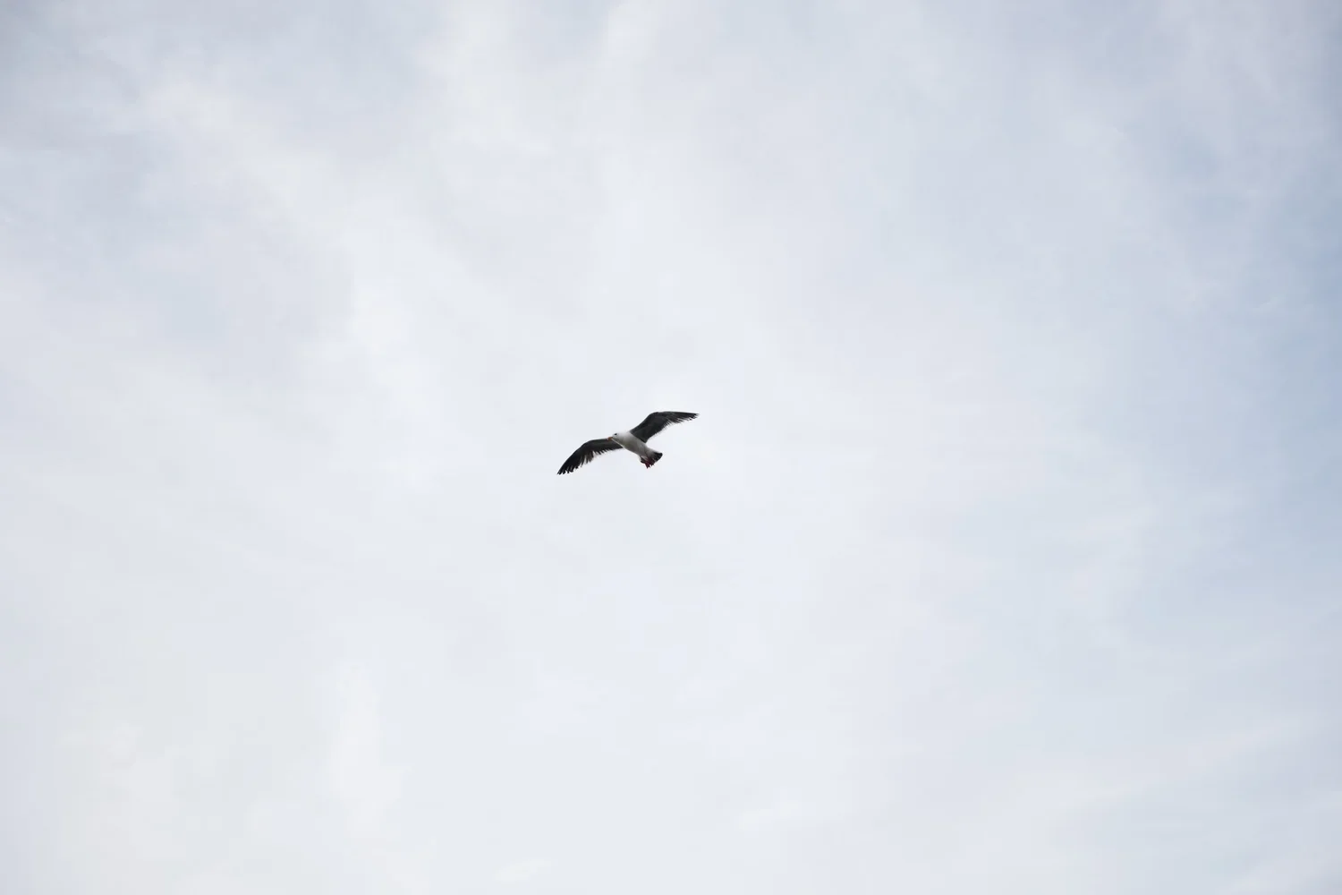 APU_6509.webp