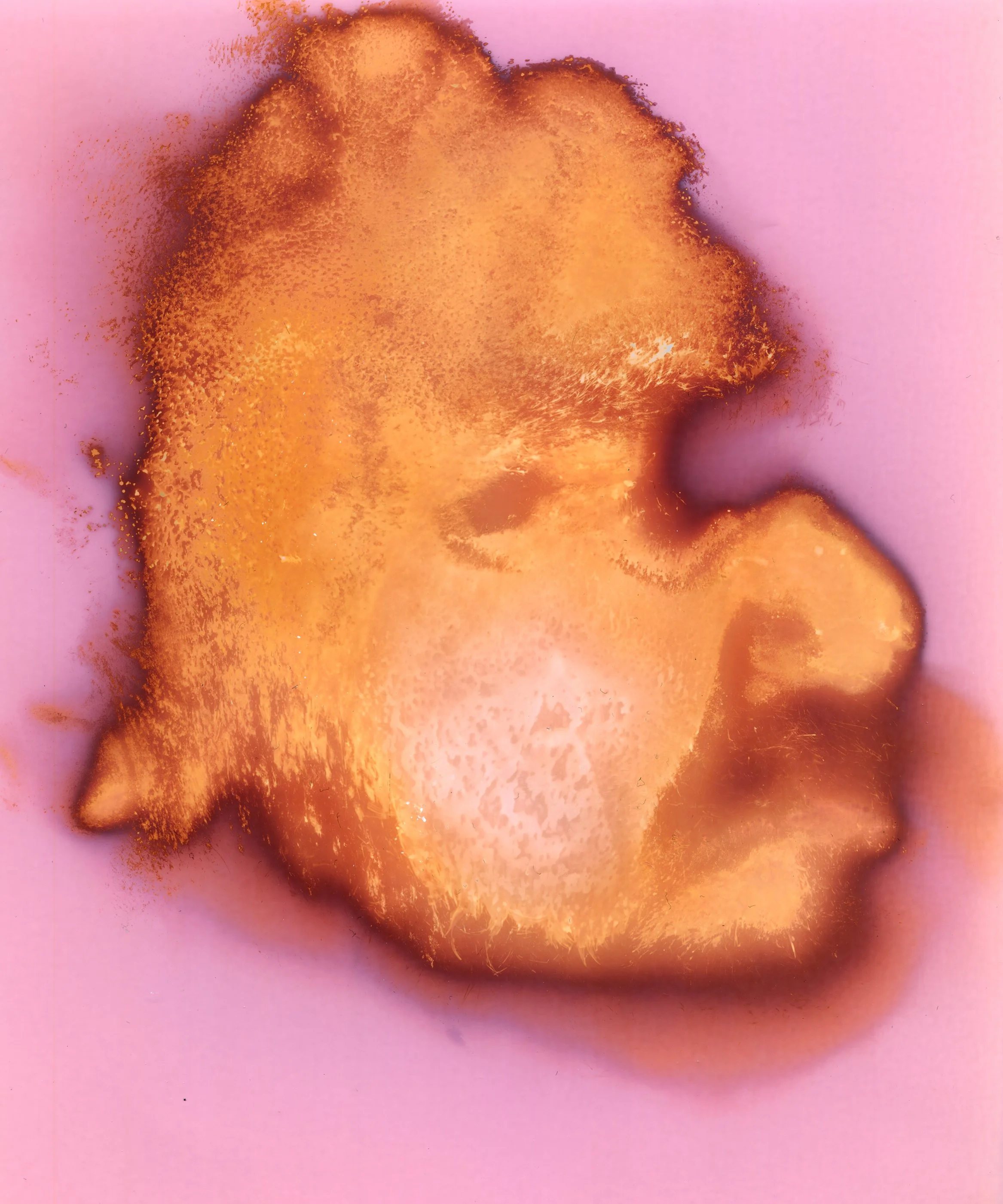 "Andrew," Lumen print of facial contact pressing with oil and sweat, made on Multitone 8x10 RC paper, 2025. 