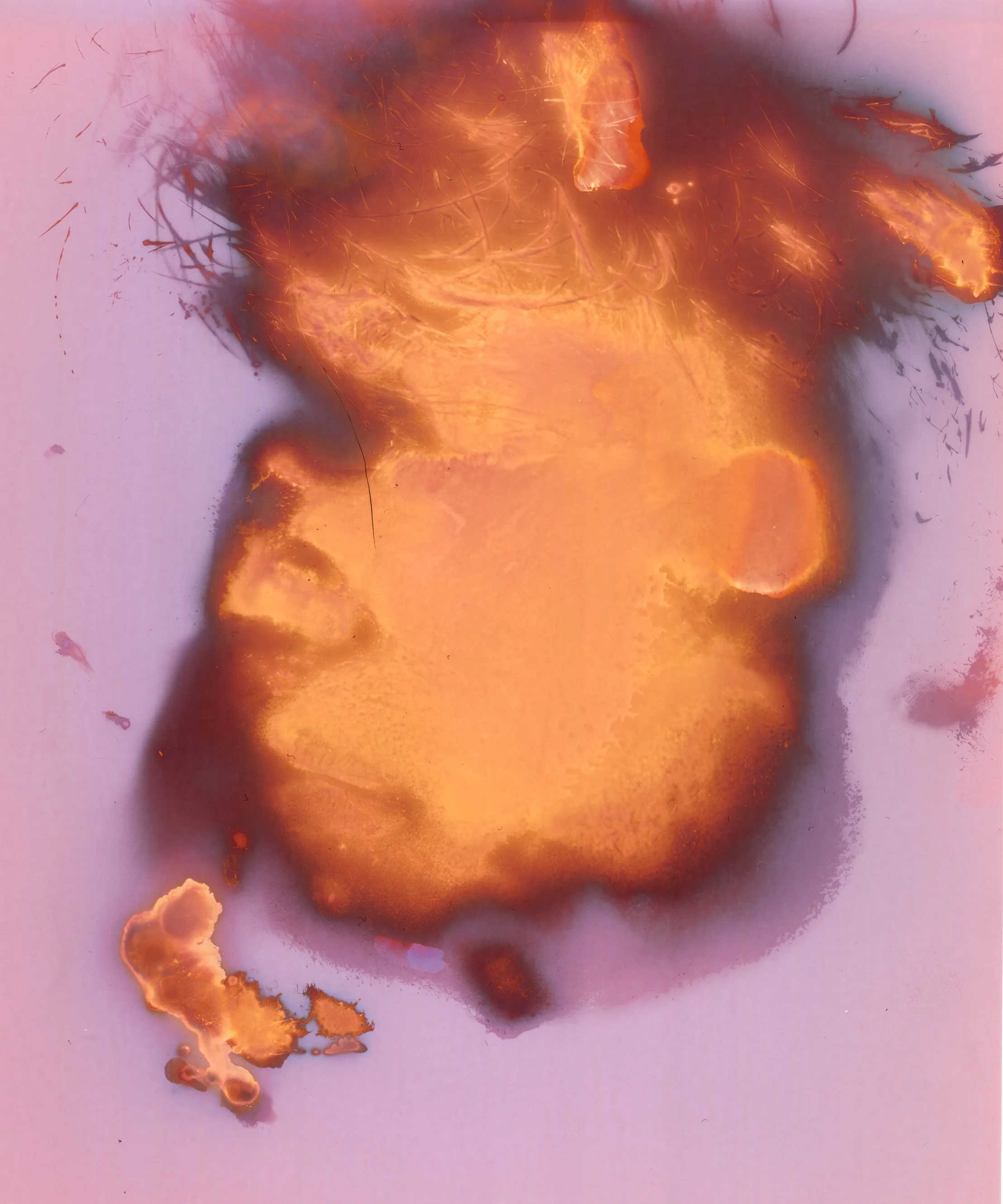 "Thomas," Lumen print of facial contact pressing with oil and sweat, made on Multitone 8x10 RC paper, 2026. 