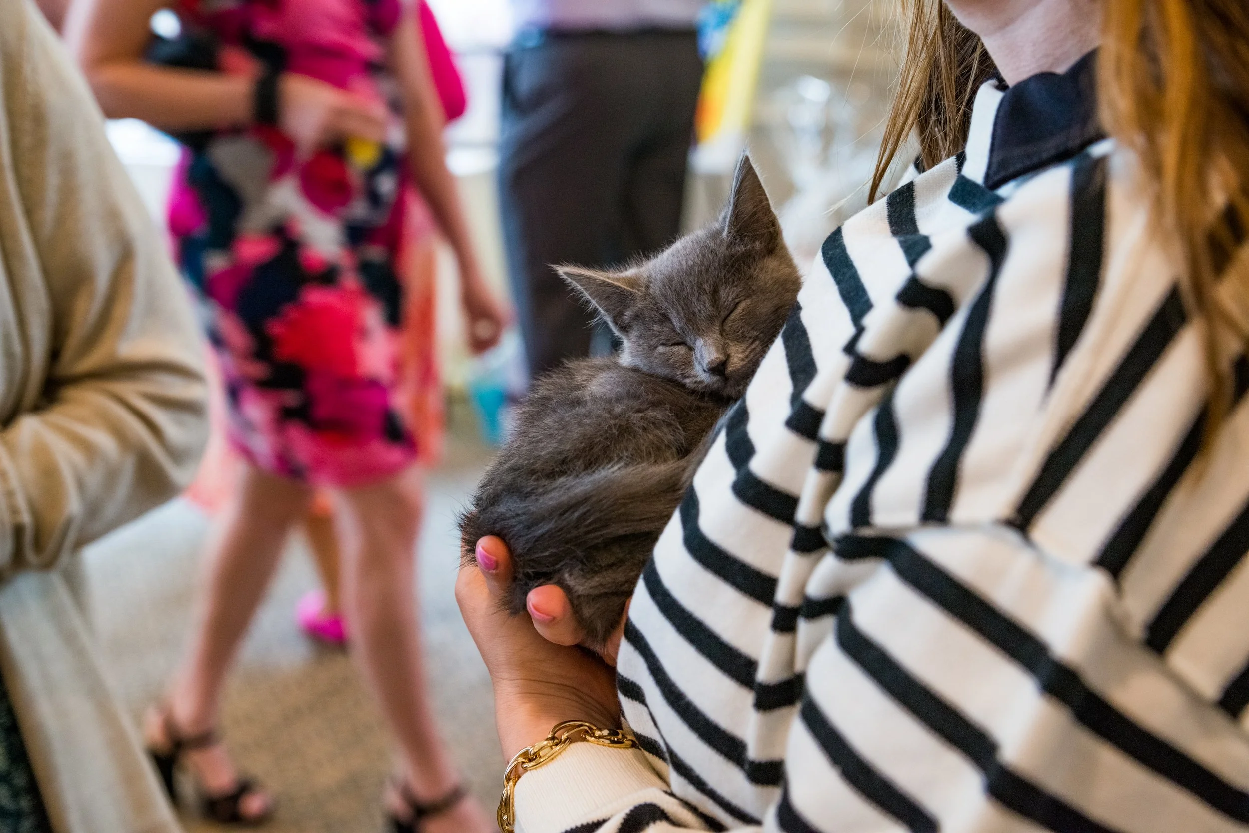 PlannedPethood-KittenTea-2025-5.jpg
