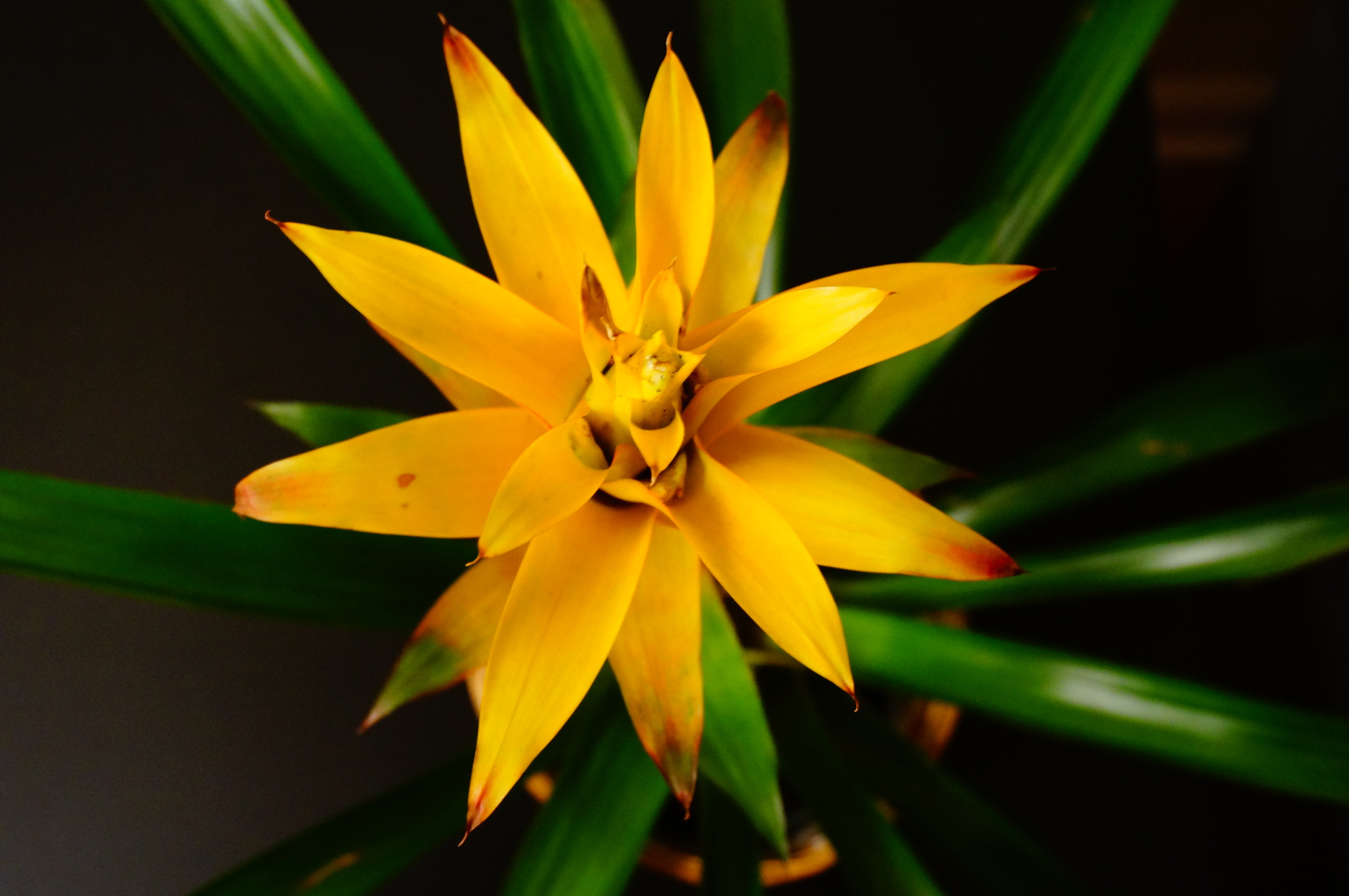 Top view of the Bromeliad