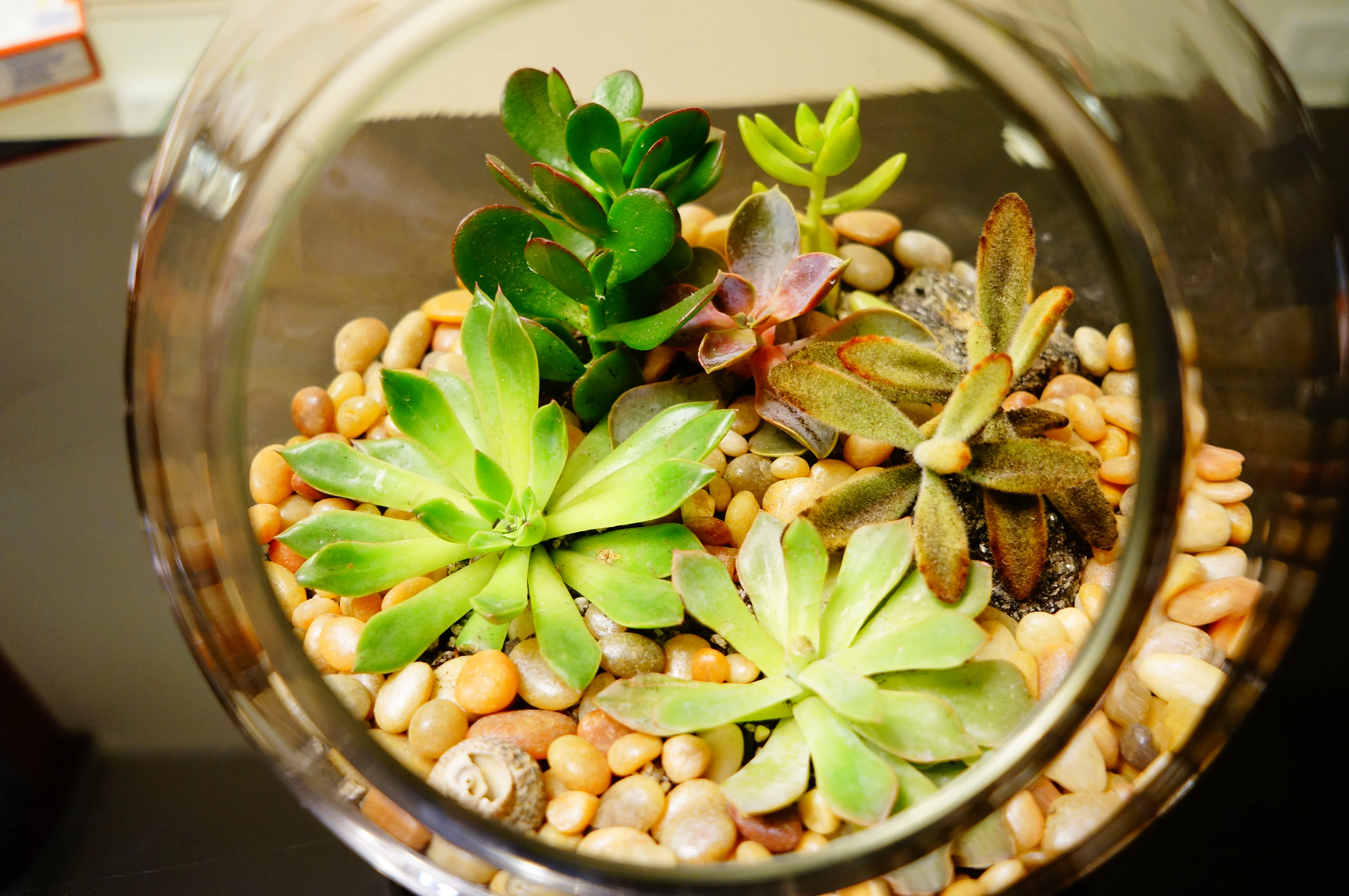 DIY Terrarium!