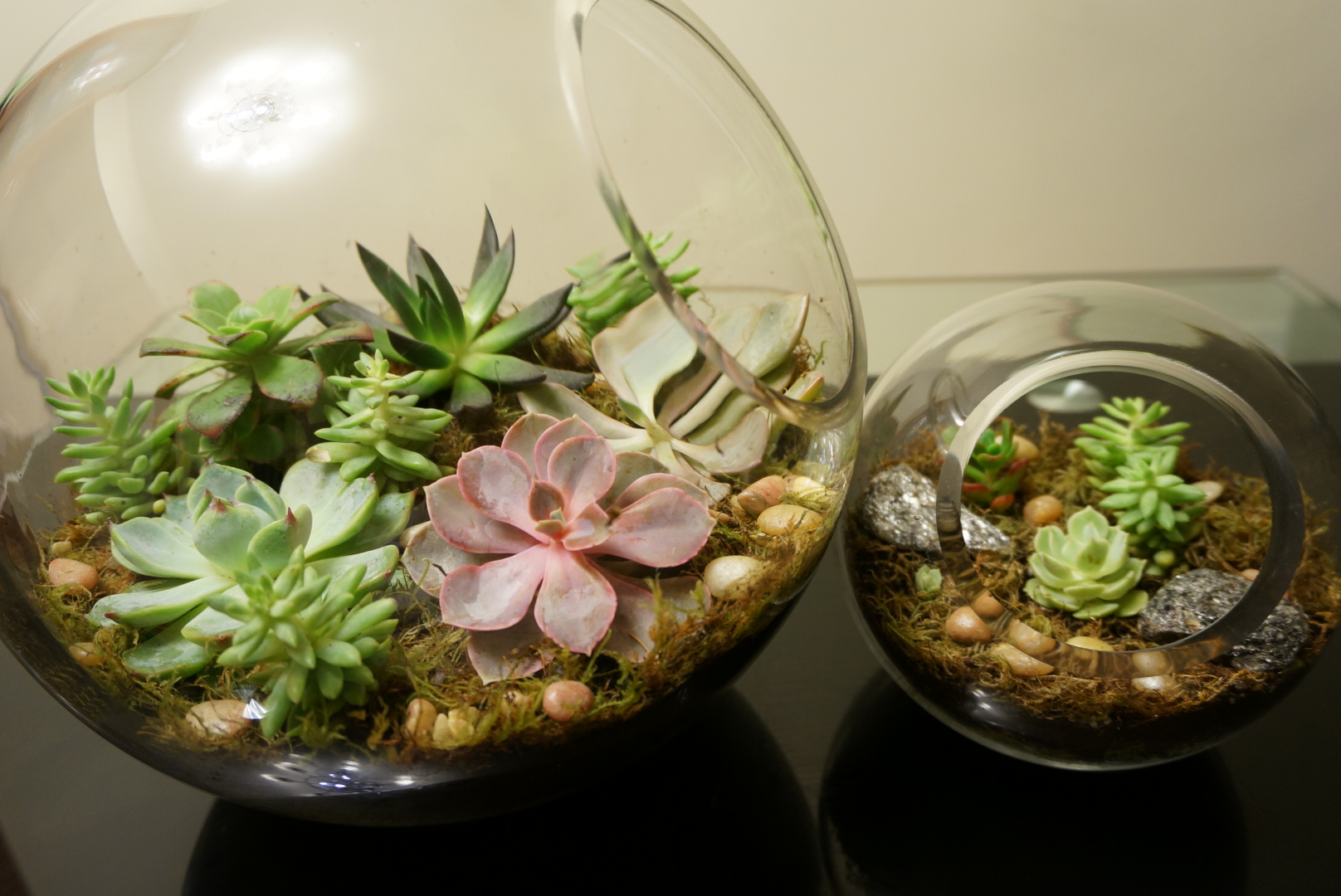 Succulents in the larger Terrarium are all from JuicyKits.com