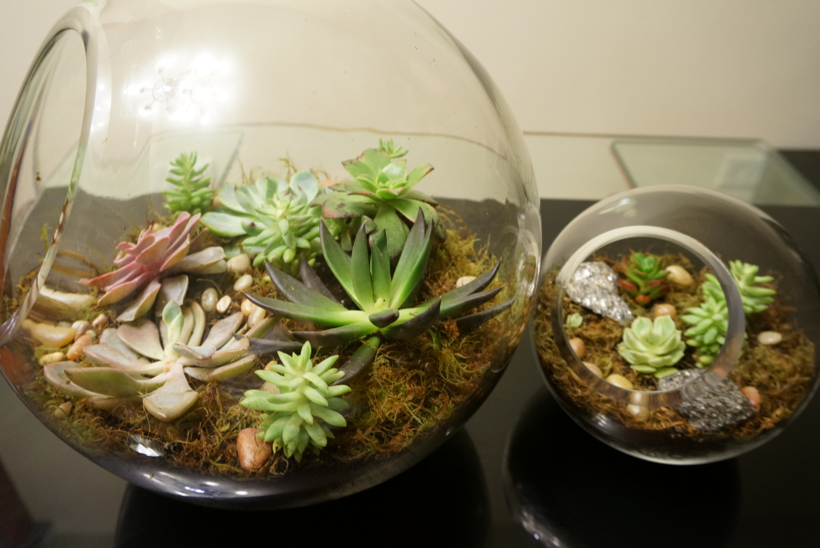 A sideview of the larger terrarium. Look how pretty the Black Prince is!