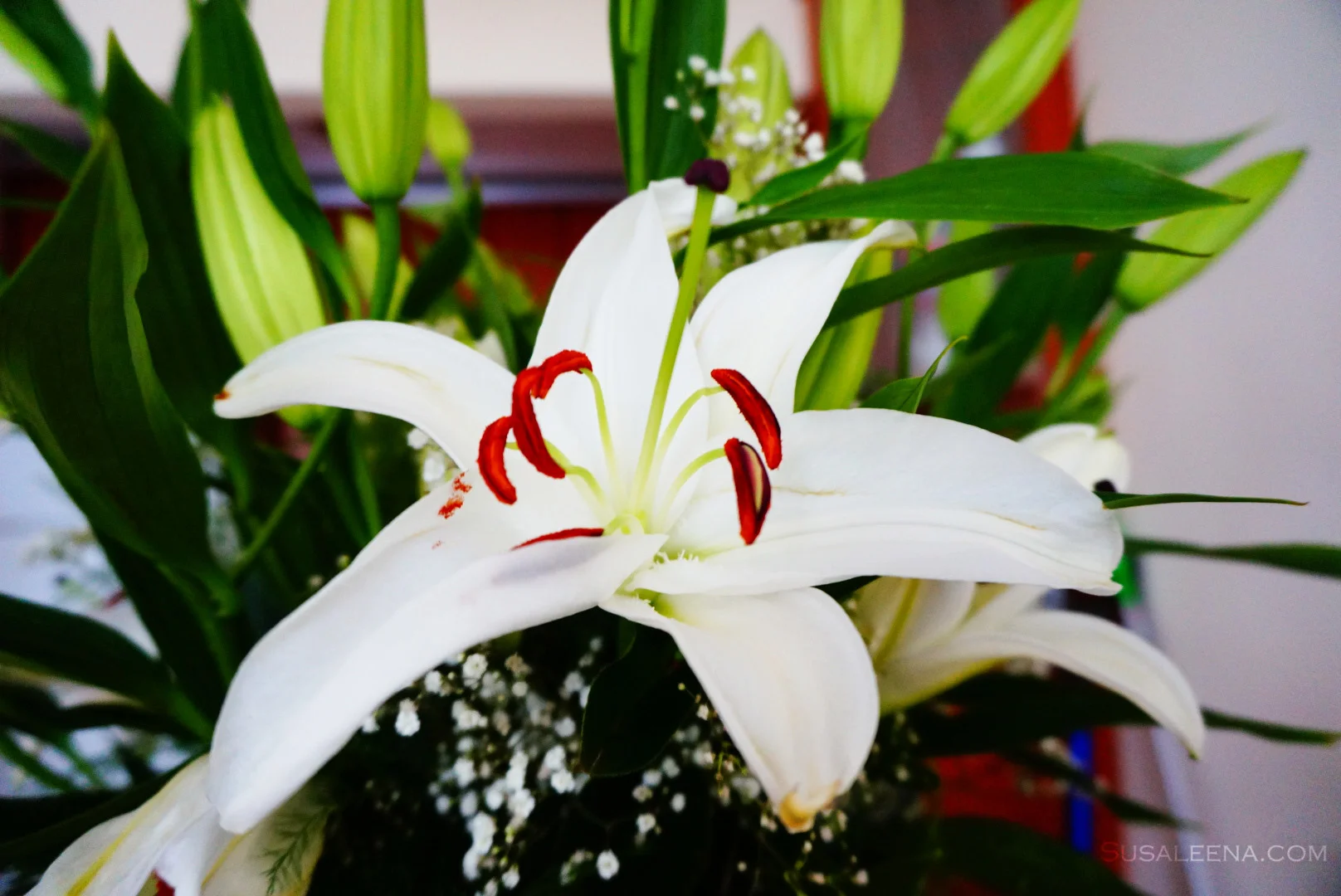 Lilies and Succulents