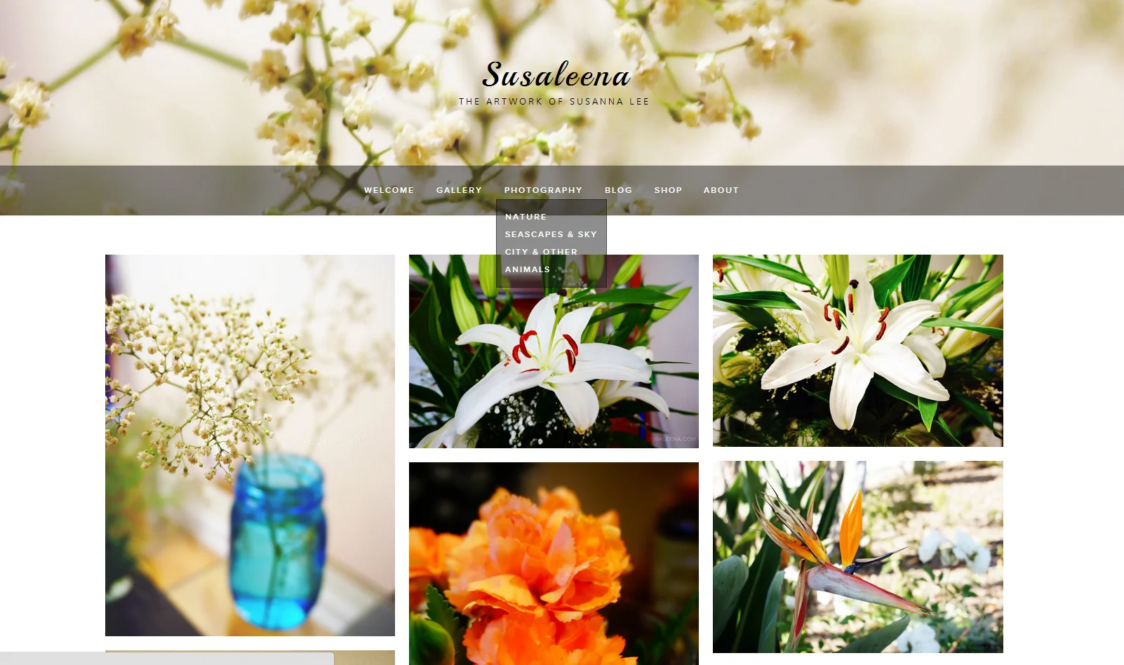 New Site Update Version 3.1!