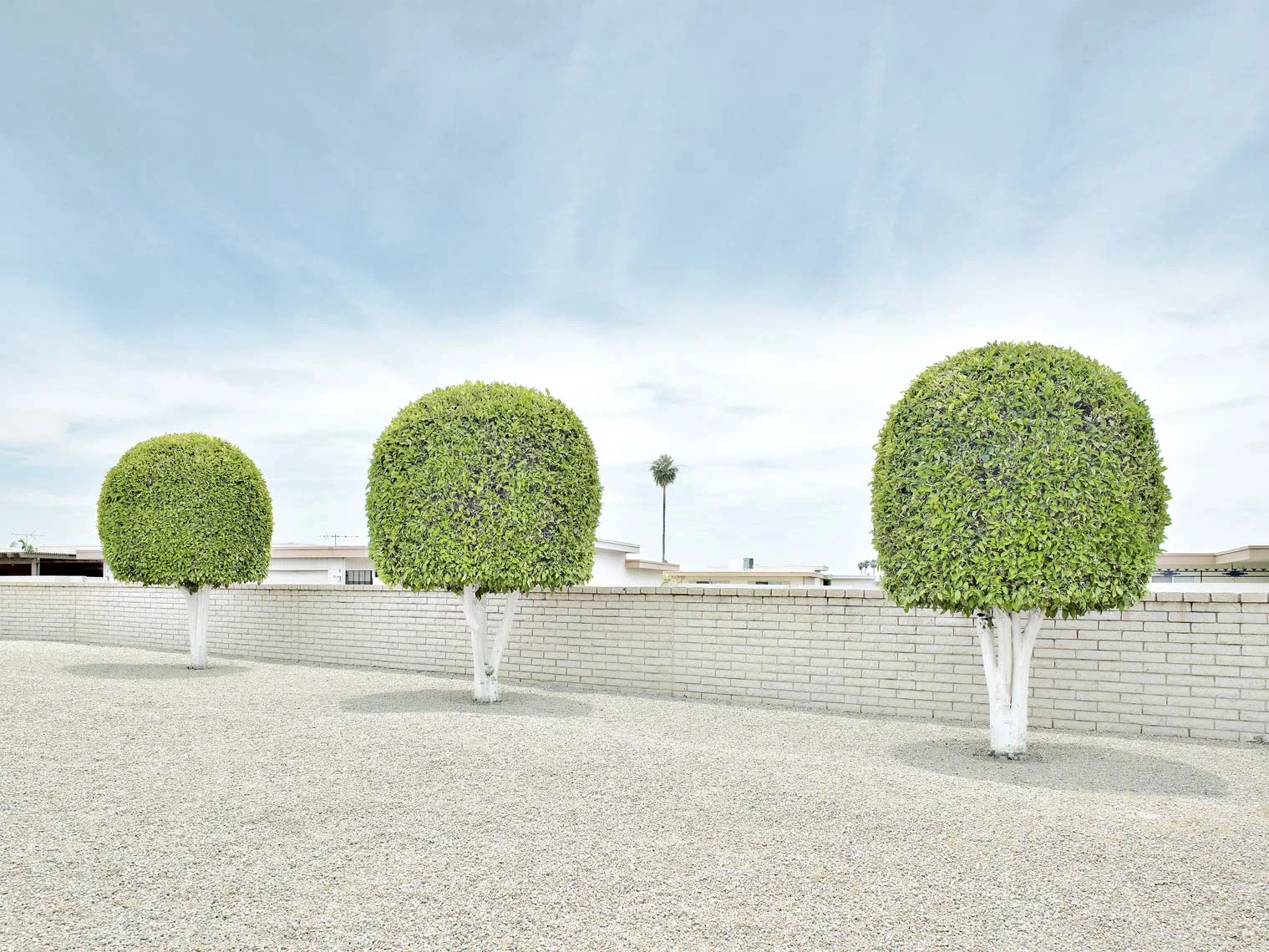 Sun-City-ThreeTrees2.jpg