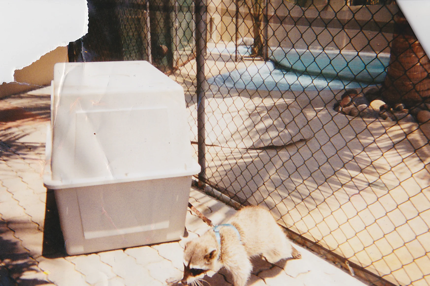 Not really sure why there was a raccoon chained up????