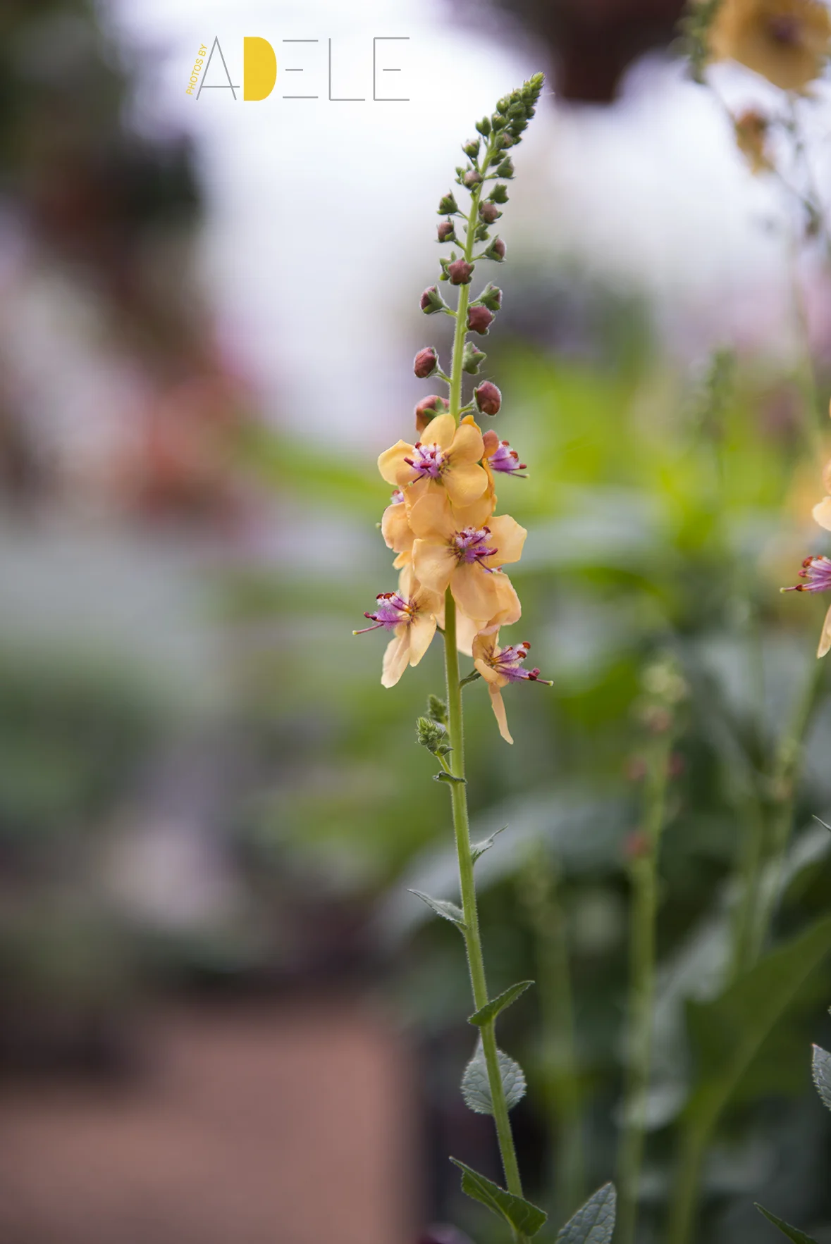 SaskatoonFarm3899.jpg