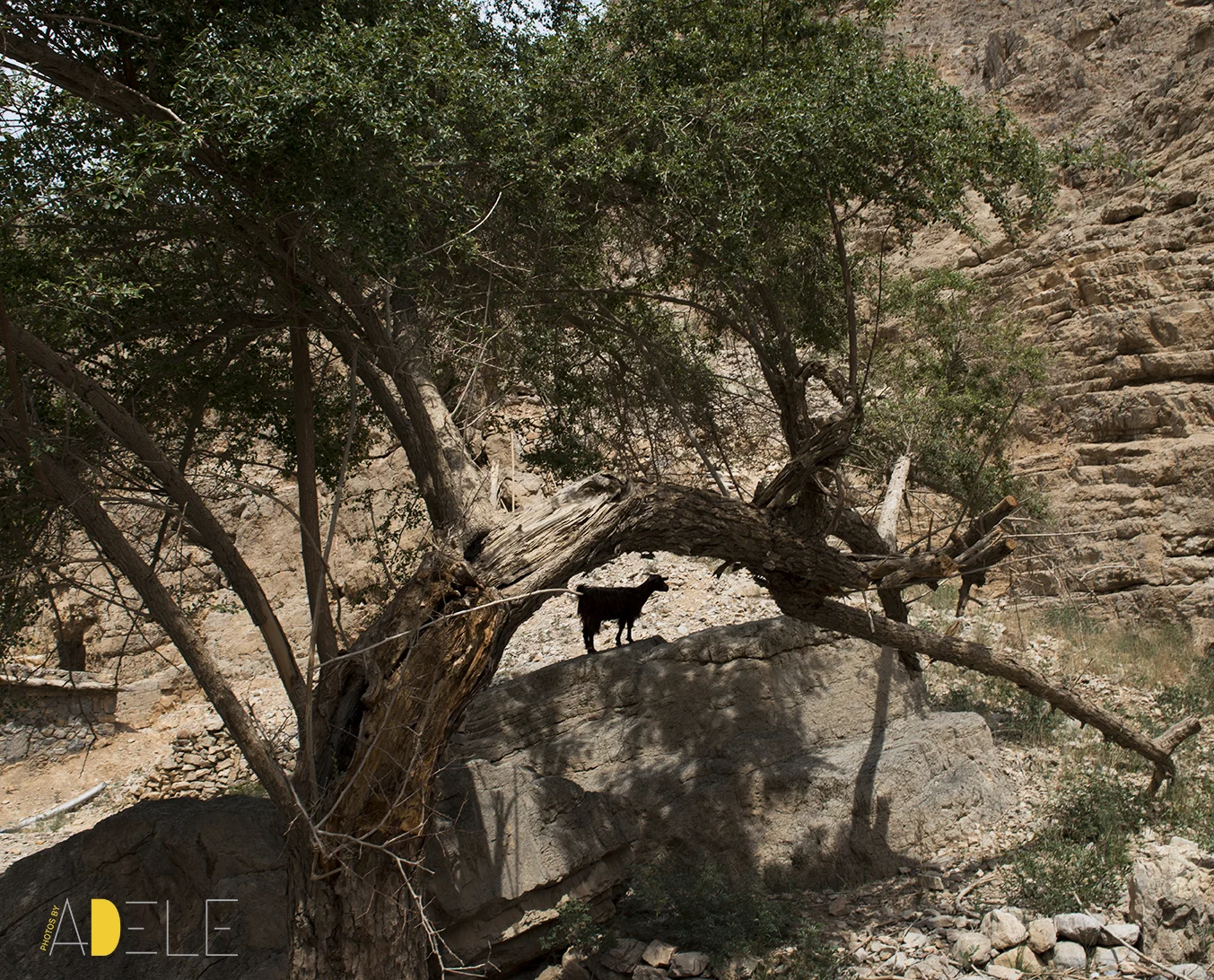 Calgary Wedding photographer, photos by adele, travels to Dubai