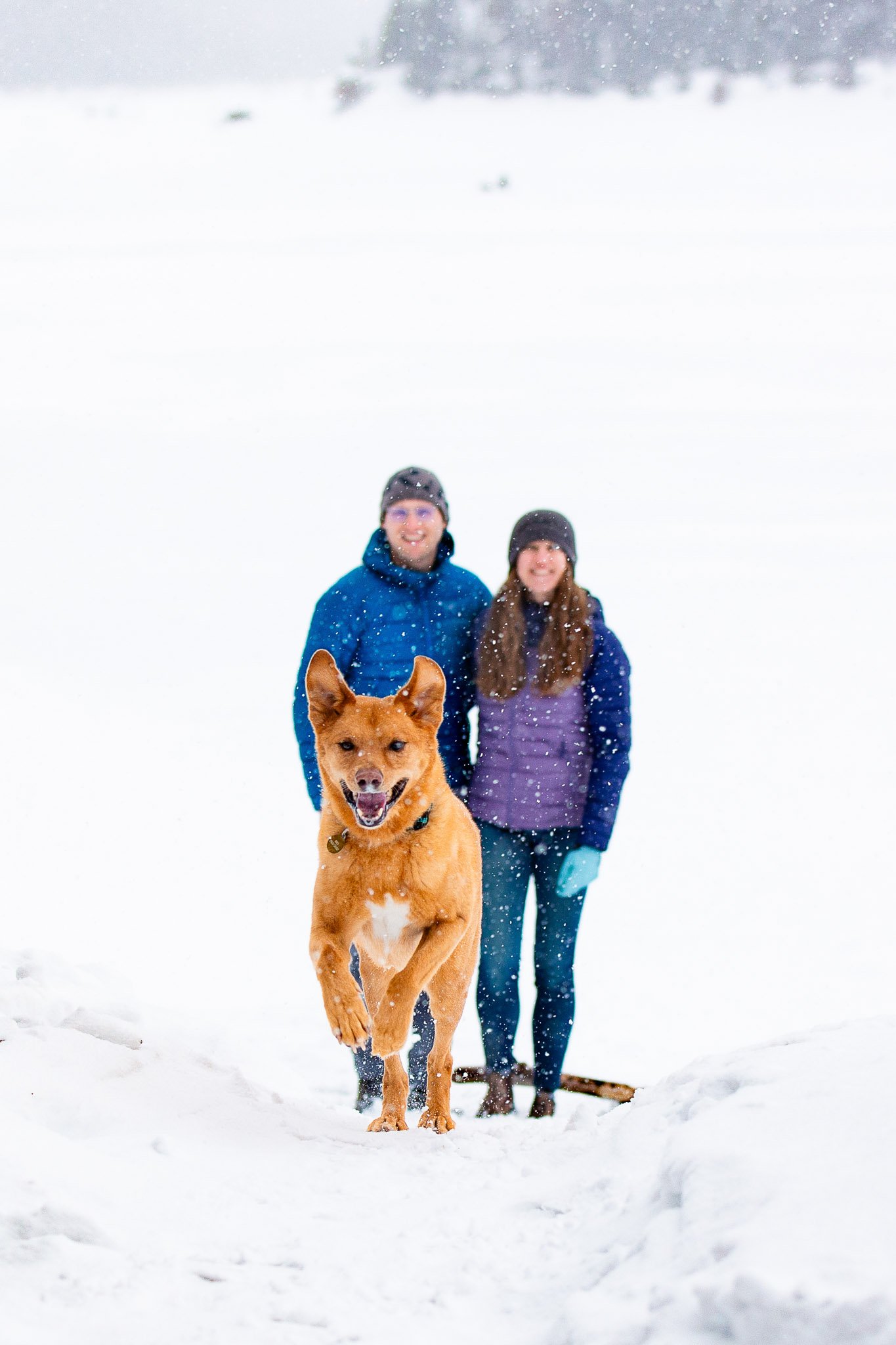 Tyler, Taryn, and their dog Kai enjoying a snowy winter engagement session near Calgary in Kananaskis Country.