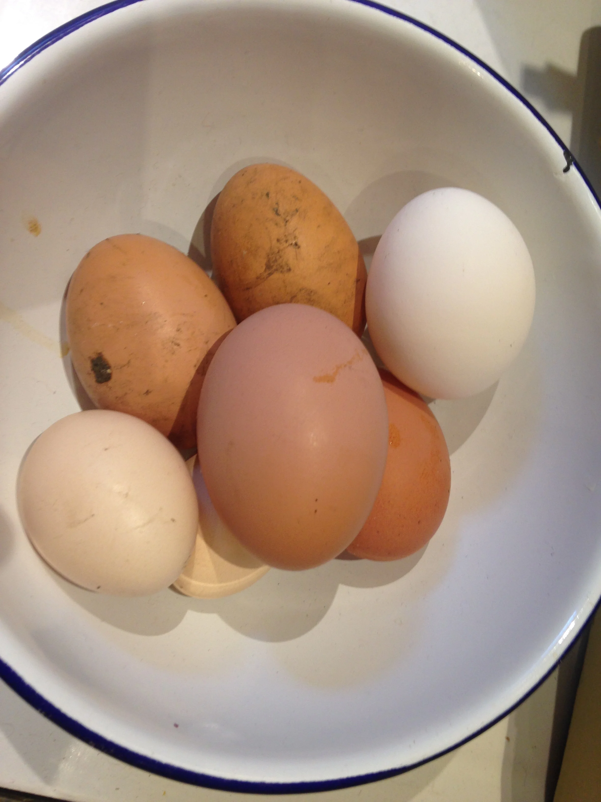 A collection of eggs - from my chickens, not from dragons!