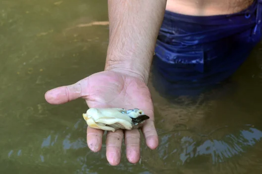 THE BIGGEST OYSTERS!