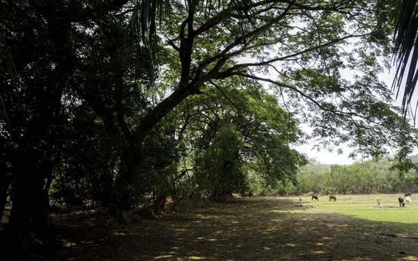Lunch under the flame tree by the riverbank in goa