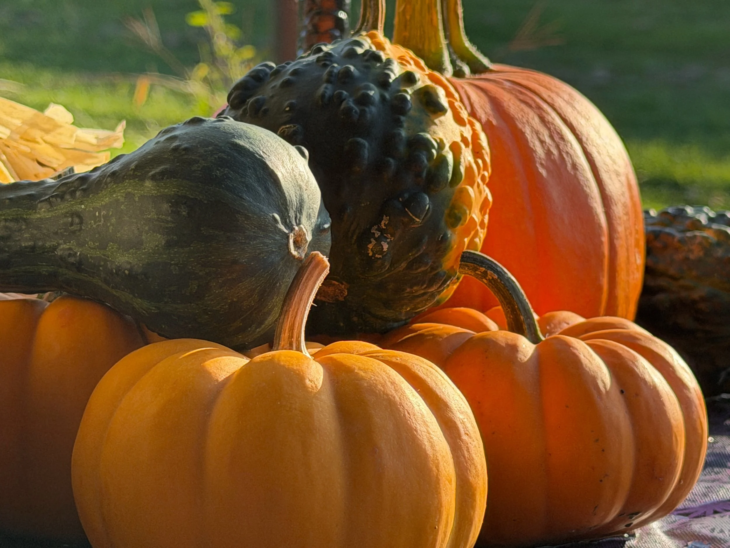 From fresh tomatoes to beautiful pumpkins and peppers, nothing beats the feeling of autumn. The best part? All of these gorgeous finds were at amazing local suppliers! 🍂🚜&nbsp; 

#FallVibes #Autumn #HelloFall #FallColors #farmstand