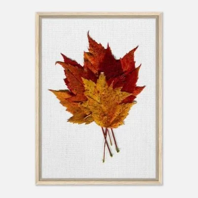 Fall just landed in the shop! Check out the framed maple-leaf prints, leafy mugs, and fall tree prints are up &mdash; find these and more autumn pieces waiting for you.

Link in bio &rarr; berlinmountainstudio.com

#FallDecor #AutumnVibes #MapleLeaf 
