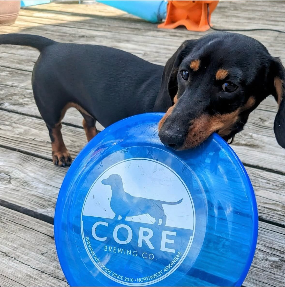 We love @coreofarkansas and we are so thankful for their support at Winetopia year after year! 

Another awesome local business doing good for our community and the world 🌍 too ❤️And we are here for it! What a special place that we are living in🥰

