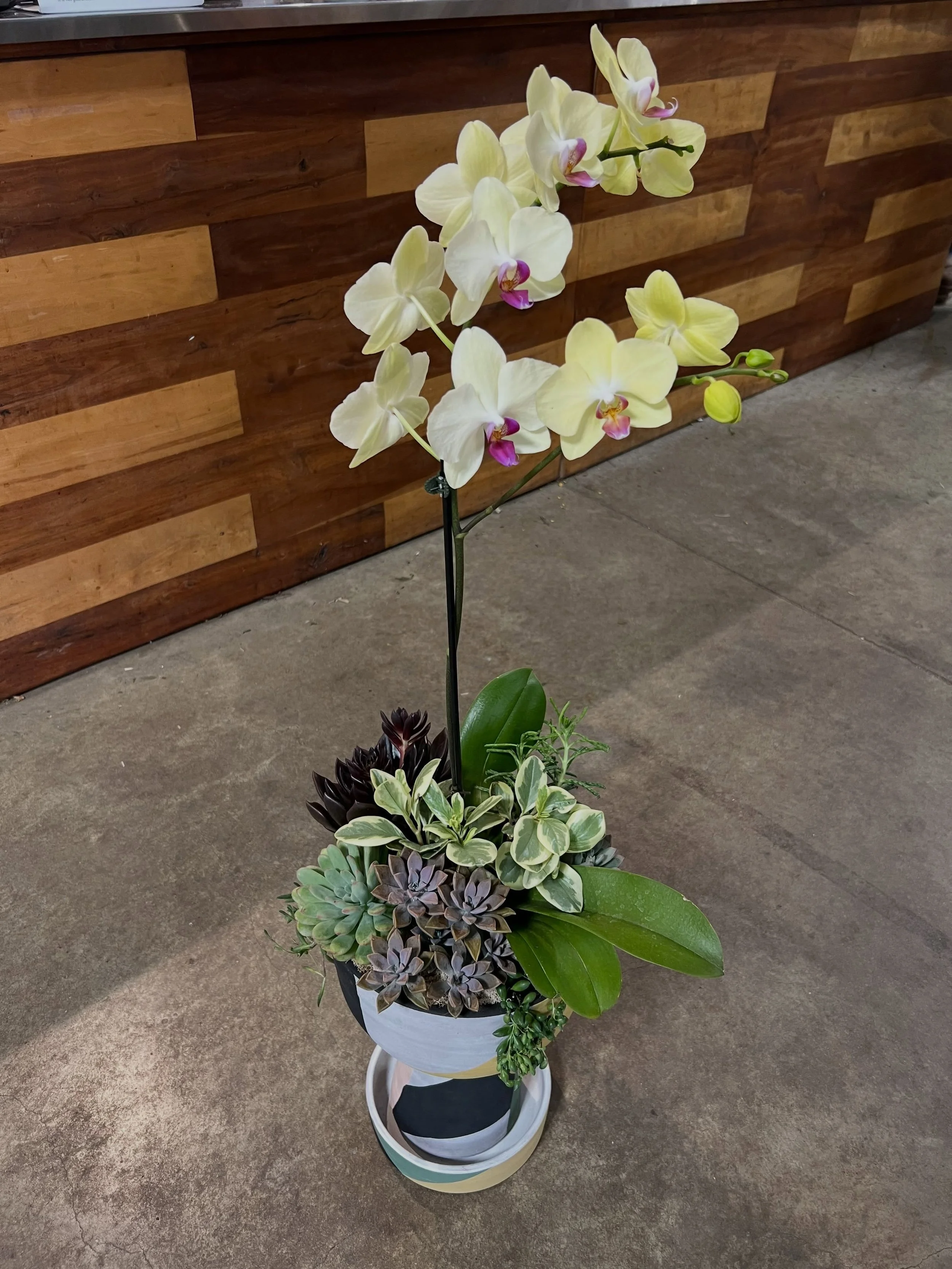 Starting this beautiful morning off with even more beautiful plants 😍😍😍🪴🪴🪴

Every single year @westwoodgardens donates gorgeous greenery and we are so thankful! Hop onto our Winetopia Silent Auction and make your bids 🙋🏻&zwj;♀️🙋🏻&zwj;♀️

An