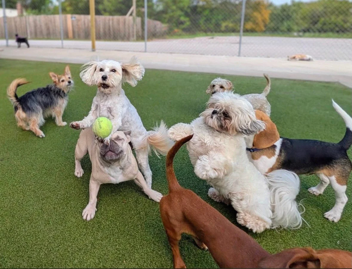 @dog_party_usa is the place all the dogs want to go! 🥳🥳🥳🥳 I have to say it looks pretty darn fun! 

We have the world famous @dog_party_usa basket in our Winetopia auction again this year, so hop on there and make your bids. Your dog will thank y
