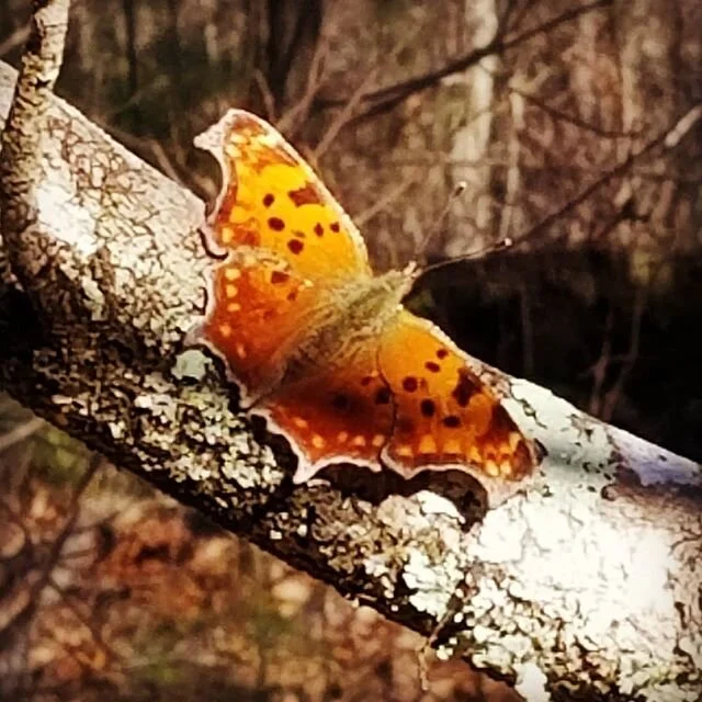 Came across this fellow during a walk yesterday...good to get out of the house

#butterflyeffect #hiking