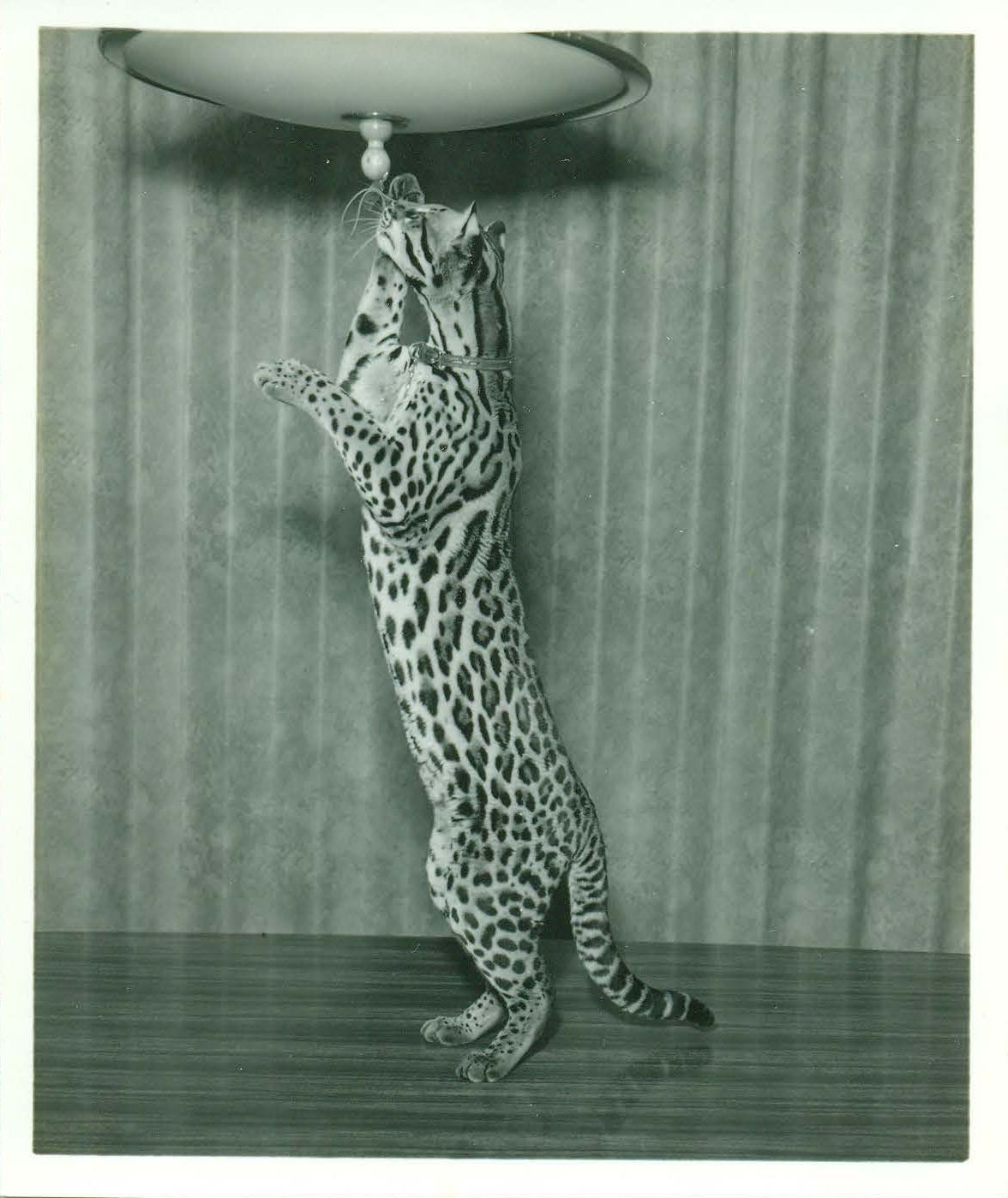 kitty_table.jpg