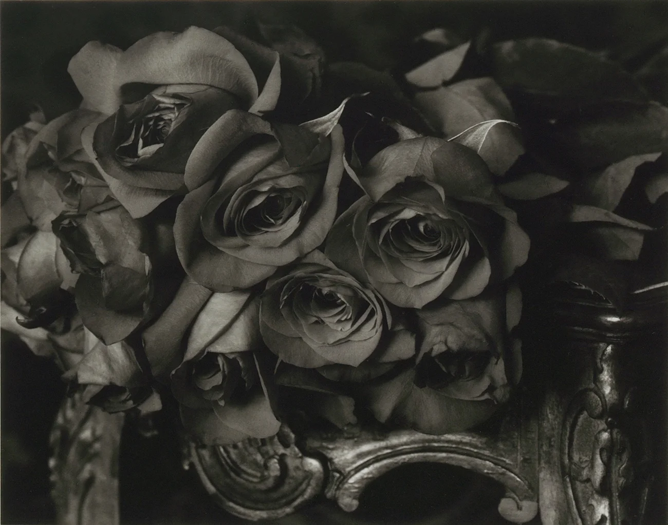 Roses in Winter, Berkeley, 2008