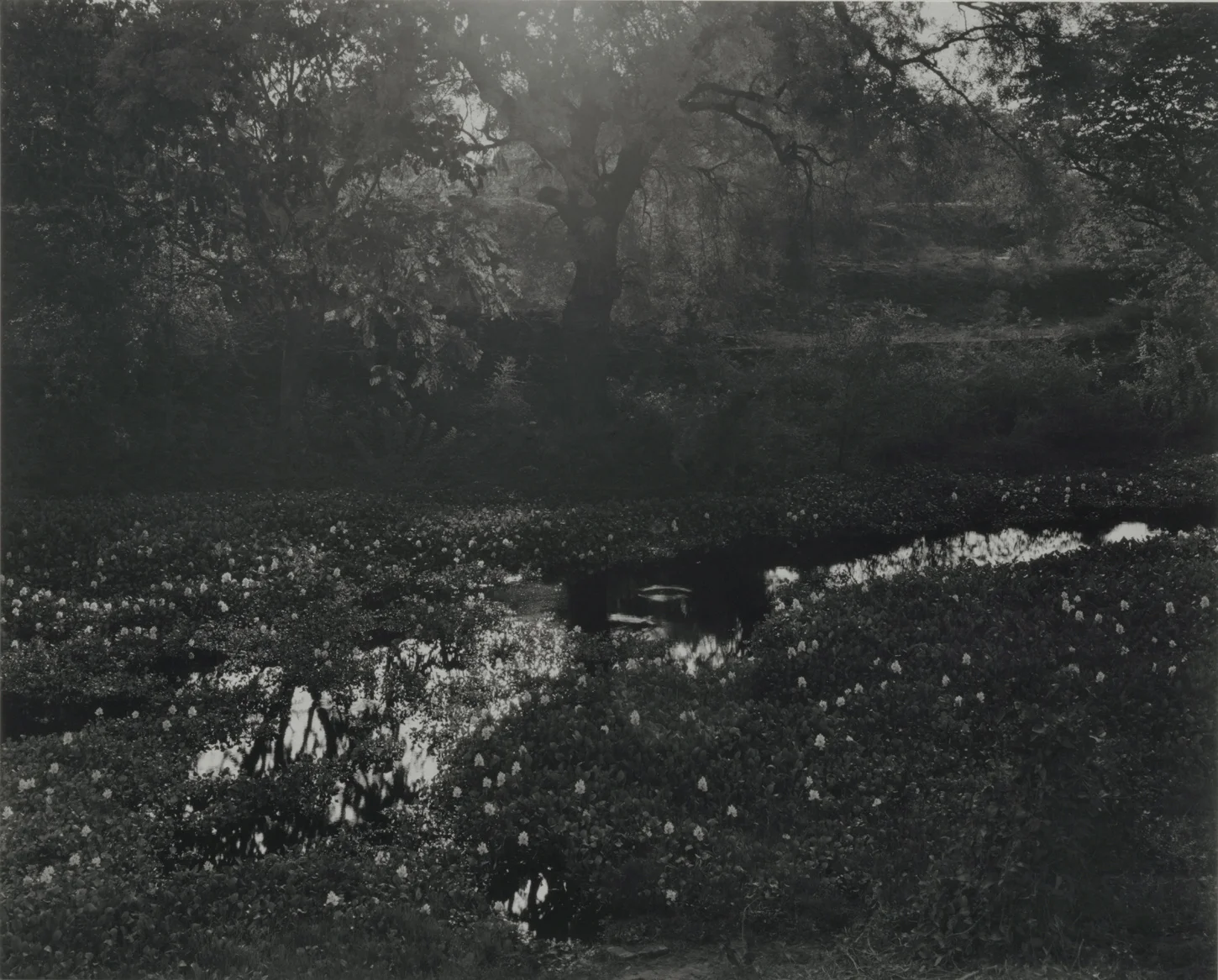 Water Hyacinth, Pagan, Burma, 2002