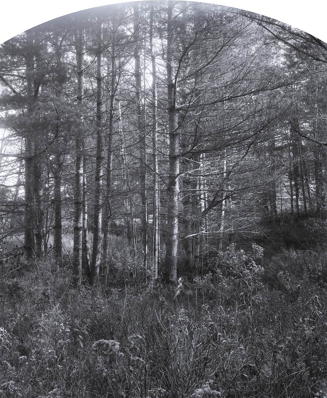   White Pines, Lunenburg, October, 2012  