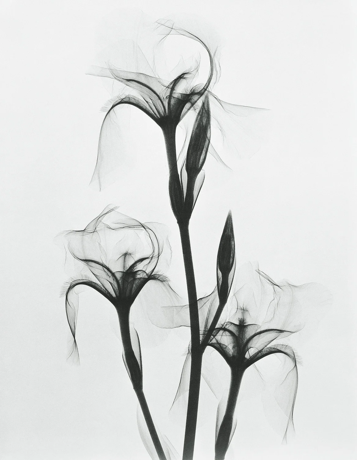 Tasker_Bearded Iris.jpg