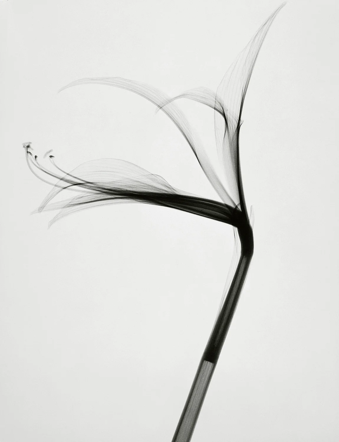 Tasker_Aztec Lily.jpg