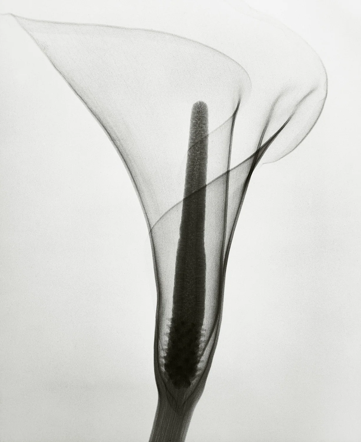 Tasker_Calla lily.jpg