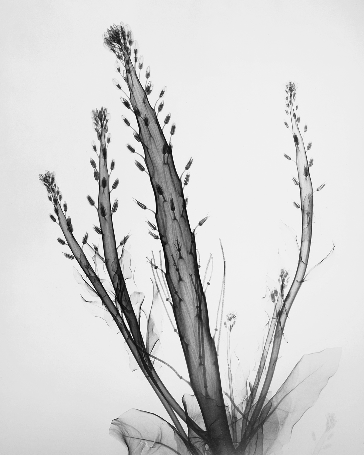 Tasker_Desert_Candle.jpg