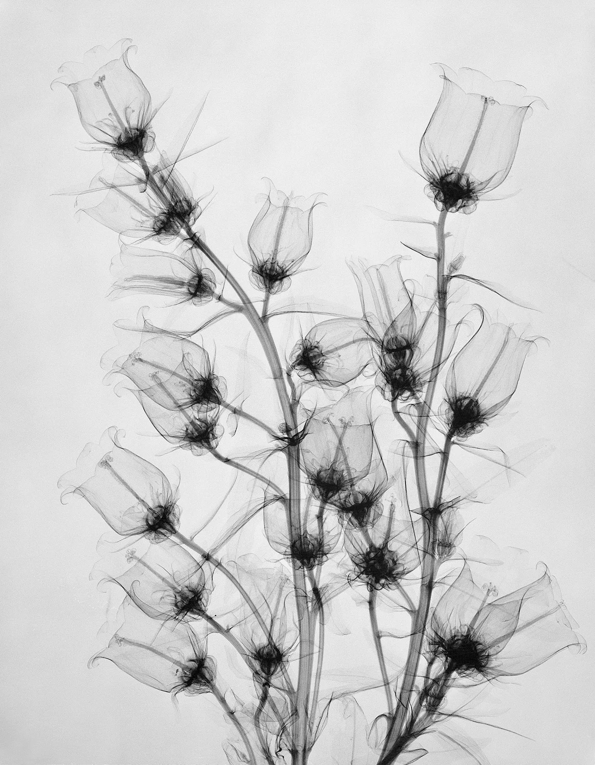 Tasker_Campanula.jpg
