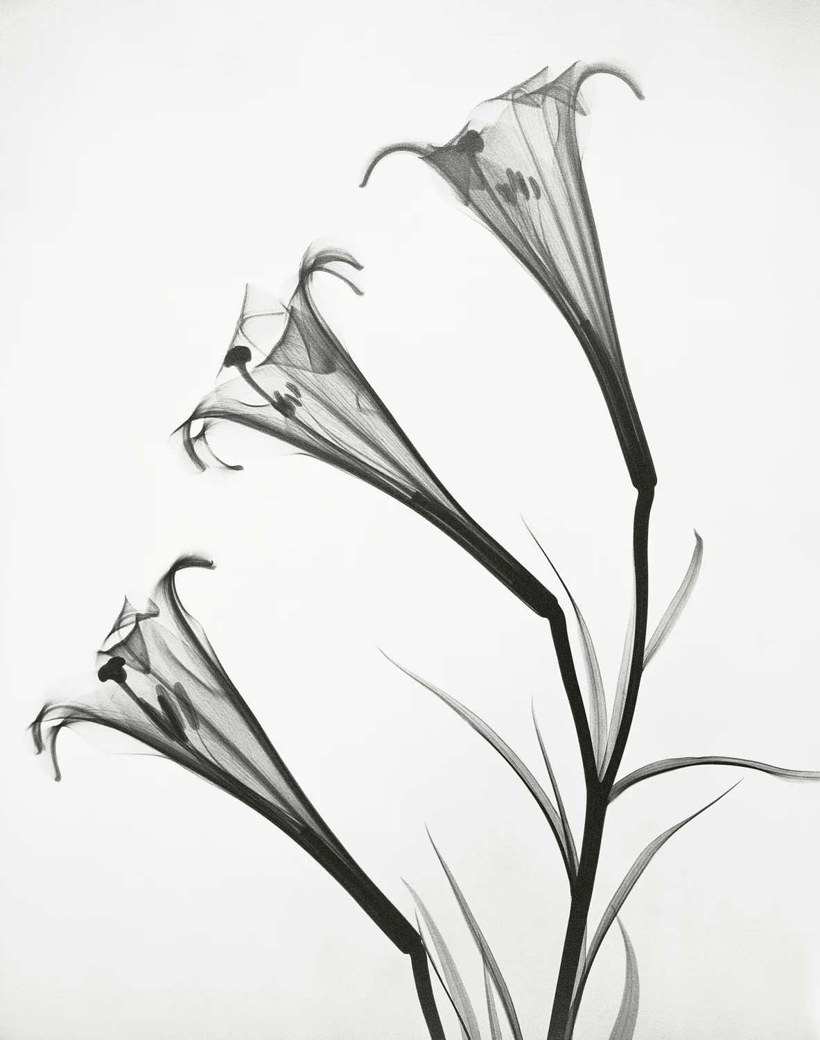 Tasker_Formosan Lily.jpg